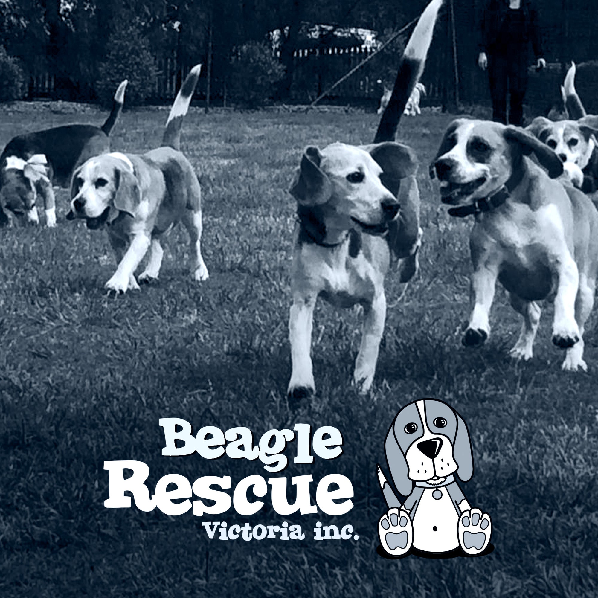 Beagle dogs running and playing at a beagle rescue charity event featuring the park barker heros oskar and darwin running with a toy